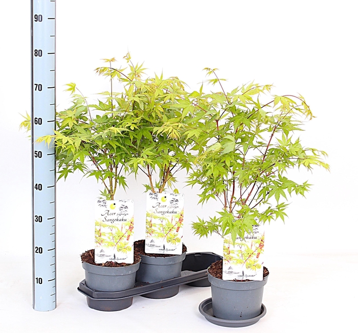 <h4>ACER PA SANGOKAKU</h4>