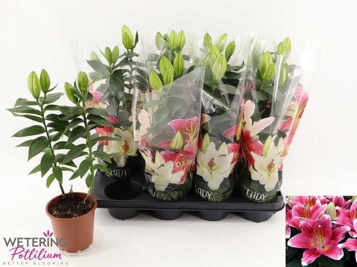 <h4>LIL OR SUNNY ROBYN</h4>