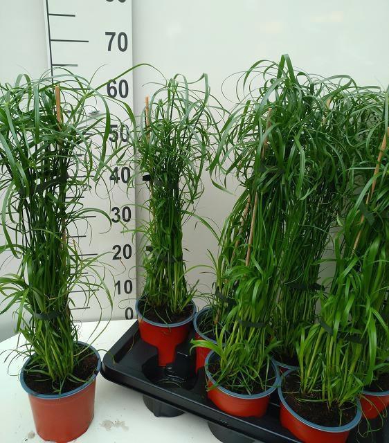 <h4>CYPER ALTERNIFOLIUS</h4>