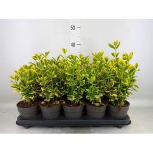 Euonymus japon. 'Marieke'