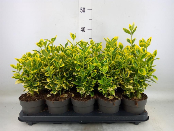 <h4>Euonymus japon. 'Marieke'</h4>