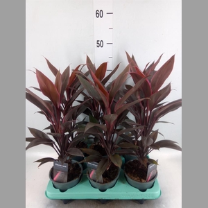 Cordyline fruti. 'Tango'