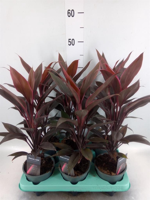 <h4>Cordyline fruti. 'Tango'</h4>