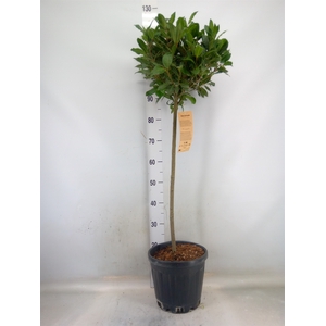Laurus nobilis