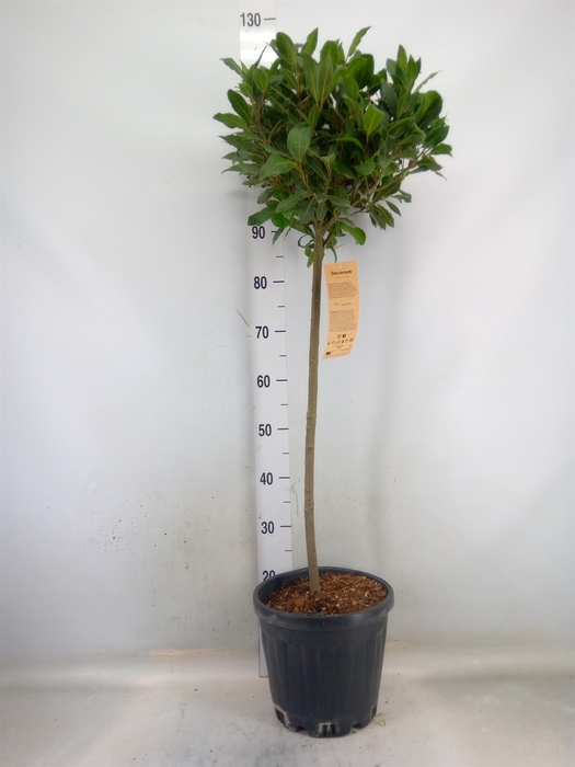 <h4>Laurus nobilis</h4>