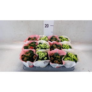 Kalanchoe blos.   ..rosebud mix  2