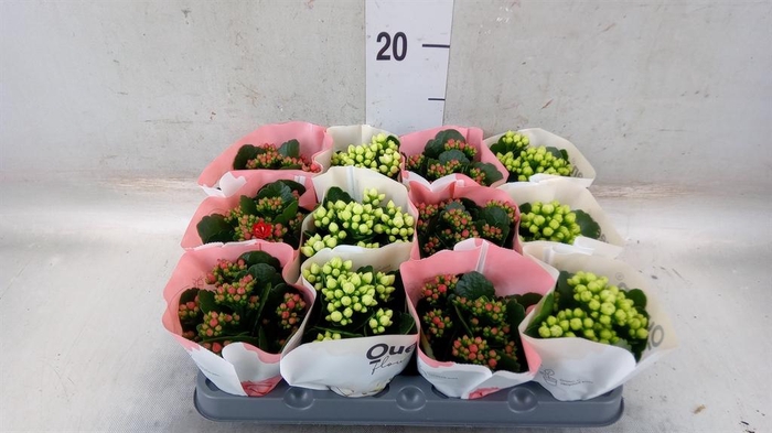 <h4>Kalanchoe blos.   ..rosebud mix  2</h4>