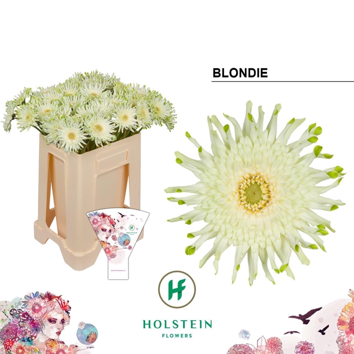 <h4>Gerbera Pasta Blondie Water</h4>