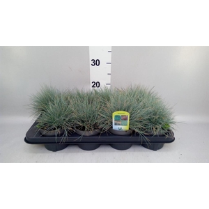 Festuca glauca 'Intens Blue'