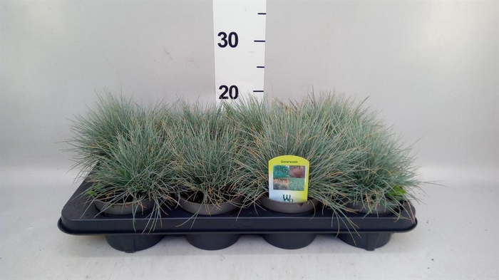 <h4>Festuca glauca 'Intens Blue'</h4>