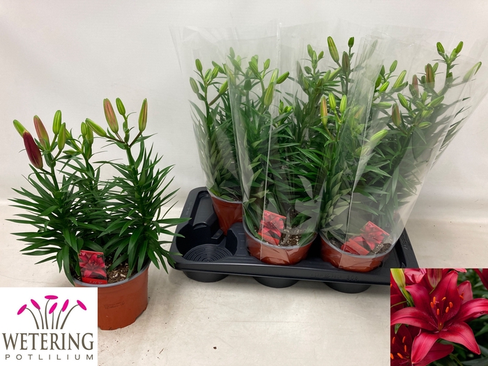 <h4>LIL AS TINY GHOST</h4>