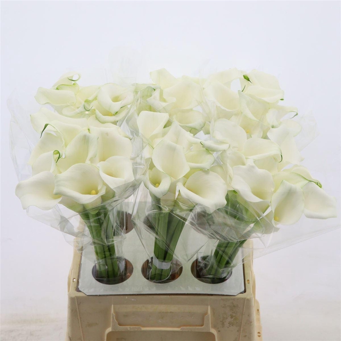 <h4>Calla Whitehorse</h4>