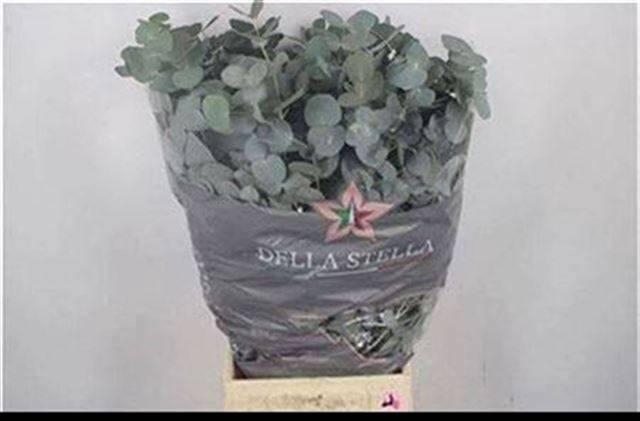 <h4>EUC CINEREA PER BOS</h4>