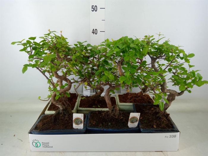 <h4>Bonsai   ...mix</h4>