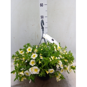Calibrachoa   ...