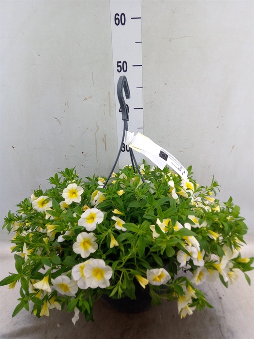 <h4>Calibrachoa   ...</h4>