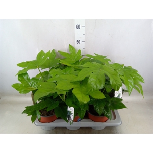 Fatsia japonica