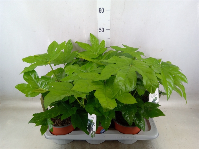 <h4>Fatsia japonica</h4>