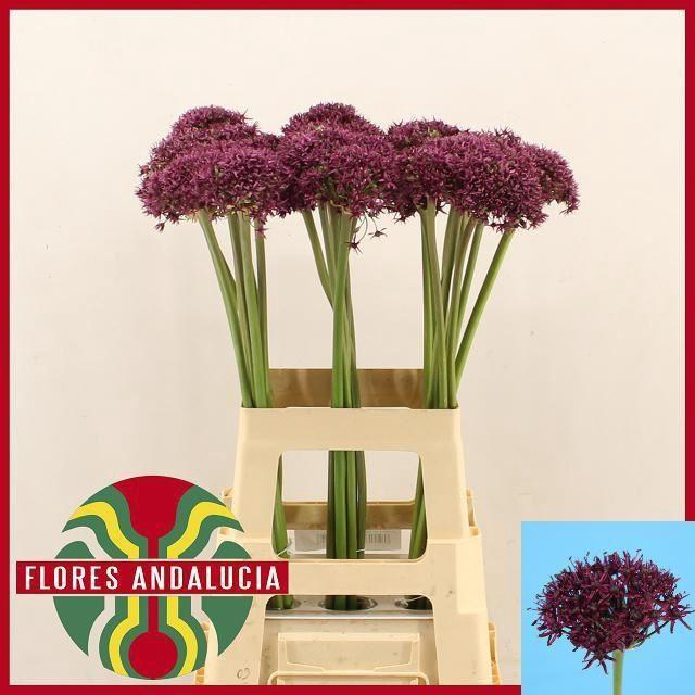 <h4>ALLIUM MIAMI</h4>