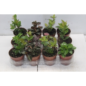 PEPEROMIA VARIADO P09