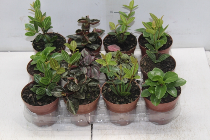 <h4>PEPEROMIA VARIADO P09</h4>
