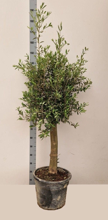 <h4>OLEA EUROPAEA</h4>