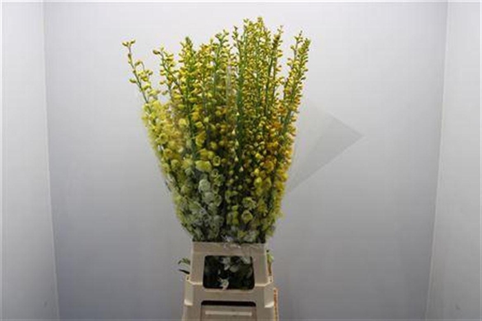 <h4>Delph Du White Yellow Dyed Ex</h4>