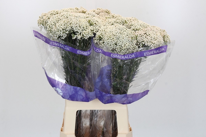 <h4>Ozothamnus Cooks Snow White</h4>