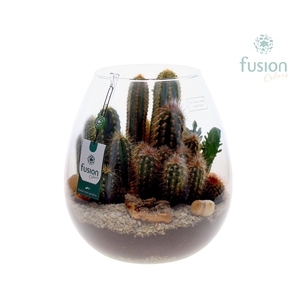 Green Bottle Abby XLarge met Cactussen