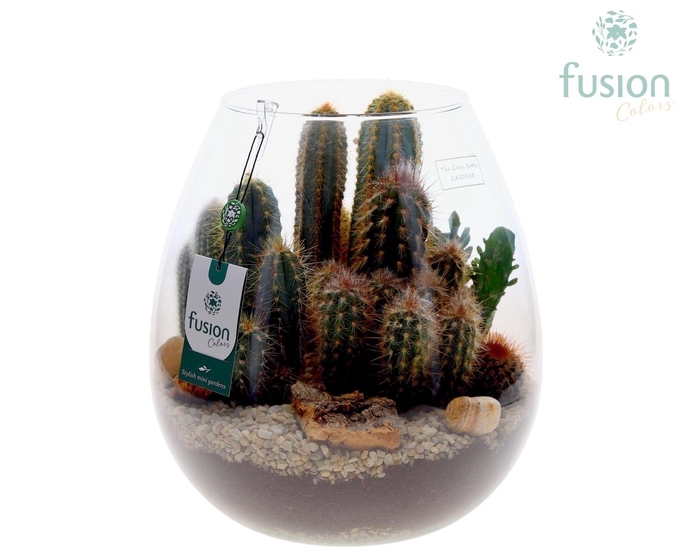 <h4>Green Bottle Abby XLarge met Cactussen</h4>