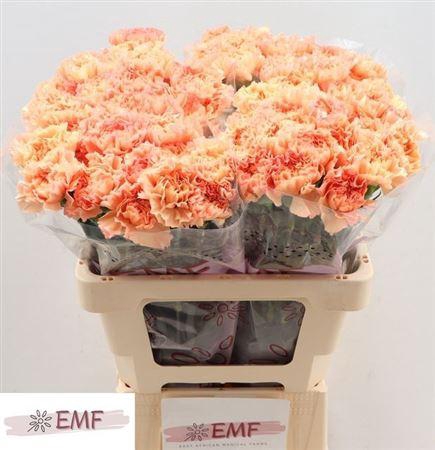 <h4>Di St Megan</h4>