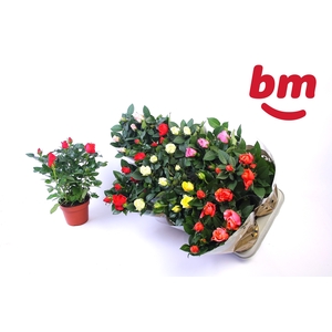 RO B MONDE GEM