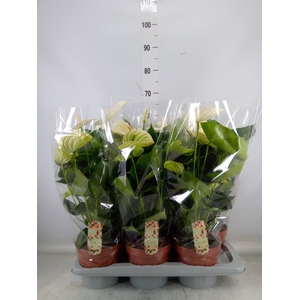 Anthurium andr. 'Alpine'
