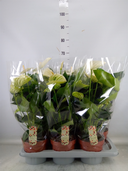 <h4>Anthurium andr. 'Alpine'</h4>