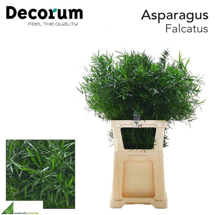 <h4>Asp Falcatus</h4>