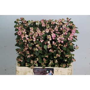 SYMPHORICARPOS PB 'CHARMING FANTAS'