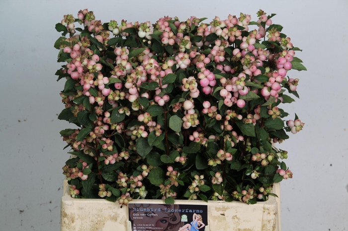 <h4>SYMPHORICARPOS PB 'CHARMING FANTAS'</h4>