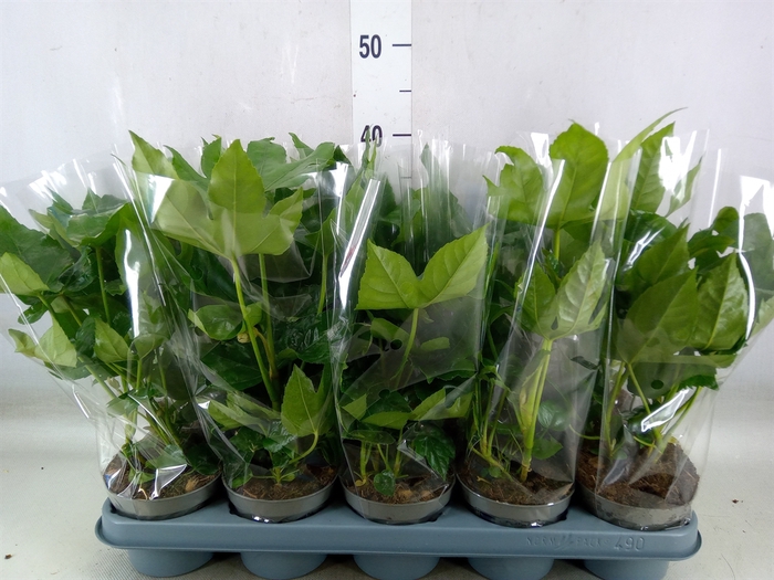 <h4>Fatsia japonica   ...</h4>