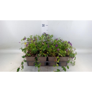 Vinca minor 'Atropurpurea'