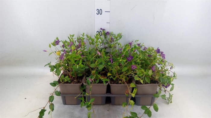 <h4>Vinca minor 'Atropurpurea'</h4>