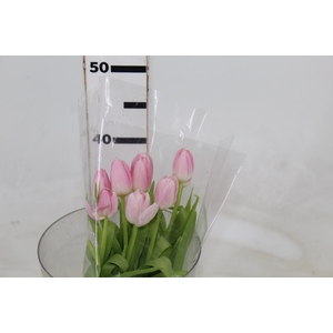 TULIPA ROSA COM BULBOS