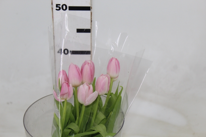<h4>TULIPA ROSA COM BULBOS</h4>