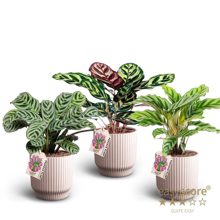 <h4>Nordic Lilac Calathea Coll P12</h4>