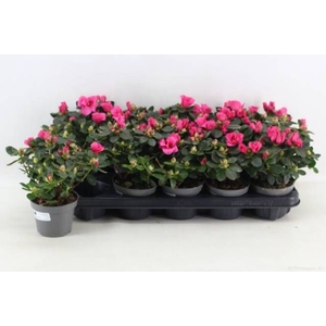 RHODO SI OV