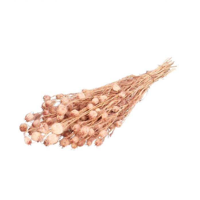 <h4>Preserved Nigella 55cm</h4>