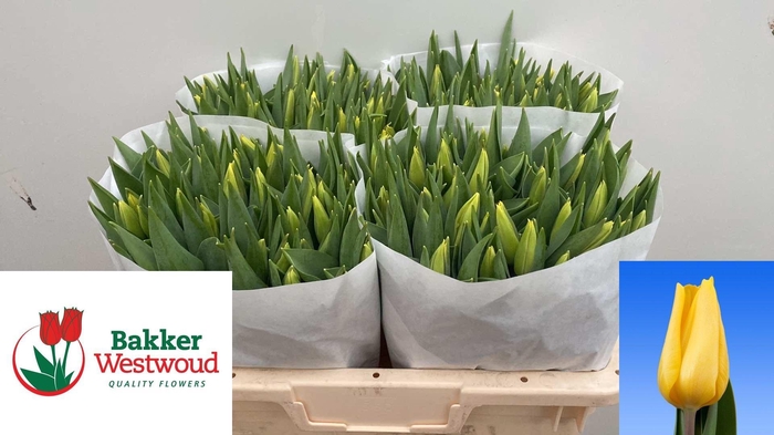 <h4>TU EN STRONG GOLD</h4>