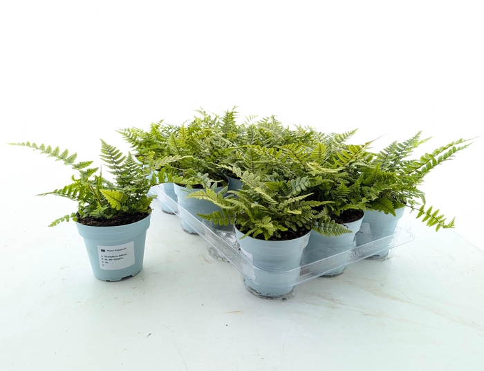 <h4>DRYO AFFINIS</h4>