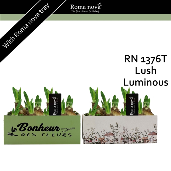 <h4>1376T - Lush Luminous (Tete a Tete)</h4>