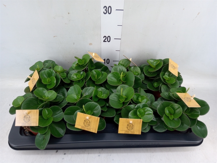 <h4>Peperomia obt. 'Obtipan'</h4>