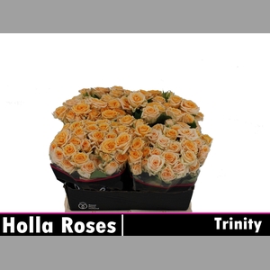 R TR TRINITY